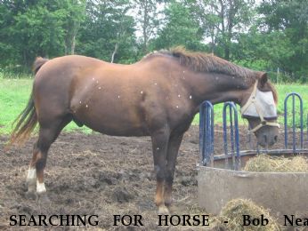 SEARCHING FOR HORSE - Bob Near Midland, , L4R 3X2